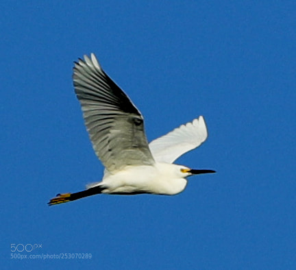 Canon EOS-1D X Mark II sample photo. 04-10-18-0011682.jpg photography
