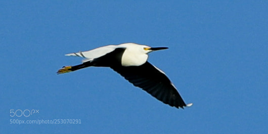Canon EOS-1D X Mark II sample photo. 04-10-18-0011683.jpg photography