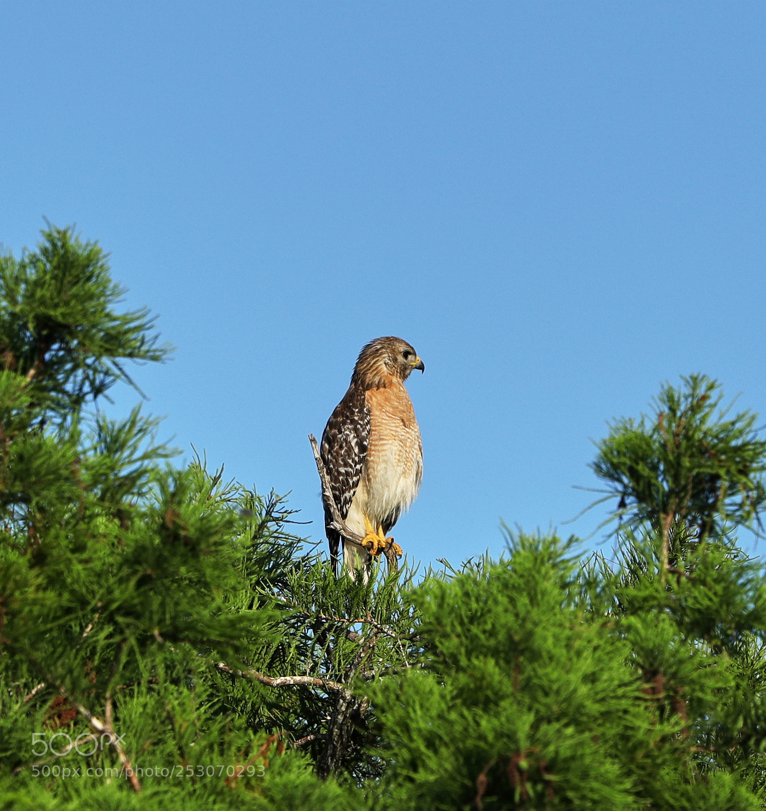 Canon EOS-1D X Mark II sample photo. 04-10-18-0011680.jpg photography