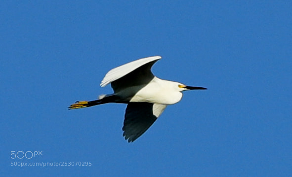 Canon EOS-1D X Mark II sample photo. 04-10-18-0011681.jpg photography