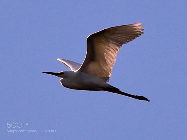 Canon EOS-1D X Mark II sample photo. 04-10-18-0011678.jpg photography