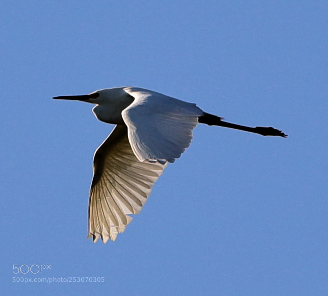 Canon EOS-1D X Mark II sample photo. 04-10-18-0011677.jpg photography