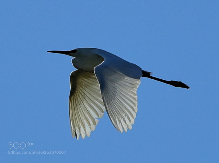 Canon EOS-1D X Mark II sample photo. 04-10-18-0011676.jpg photography