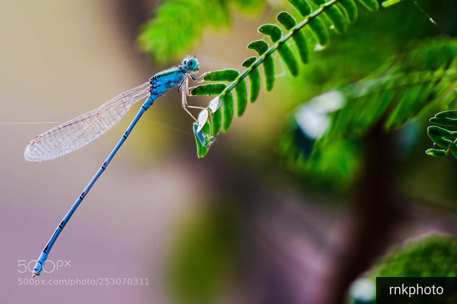 Nikon D500 sample photo. Dragon.... fly..... photography