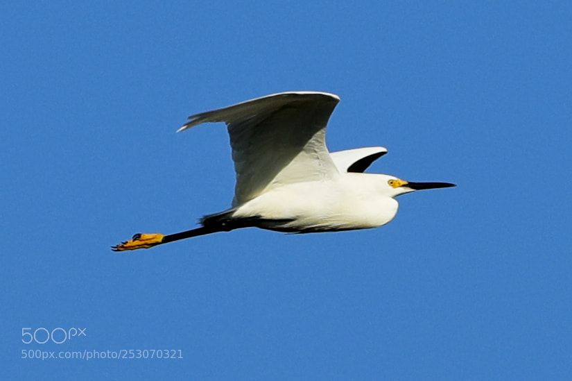 Canon EOS-1D X Mark II sample photo. 04-10-18-0011674.jpg photography