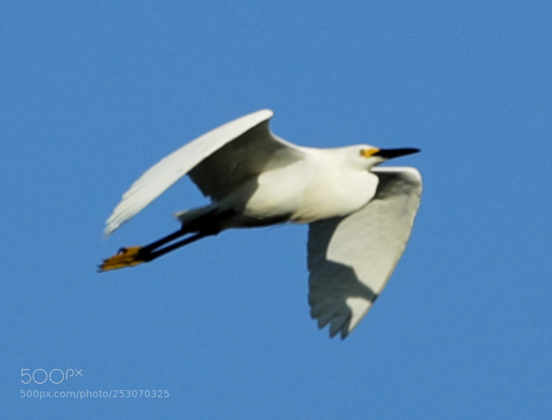 Canon EOS-1D X Mark II sample photo. 04-10-18-0011671.jpg photography
