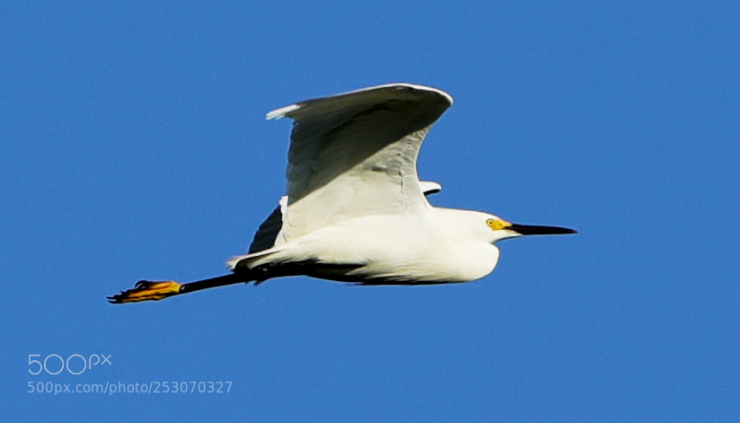 Canon EOS-1D X Mark II sample photo. 04-10-18-0011672.jpg photography