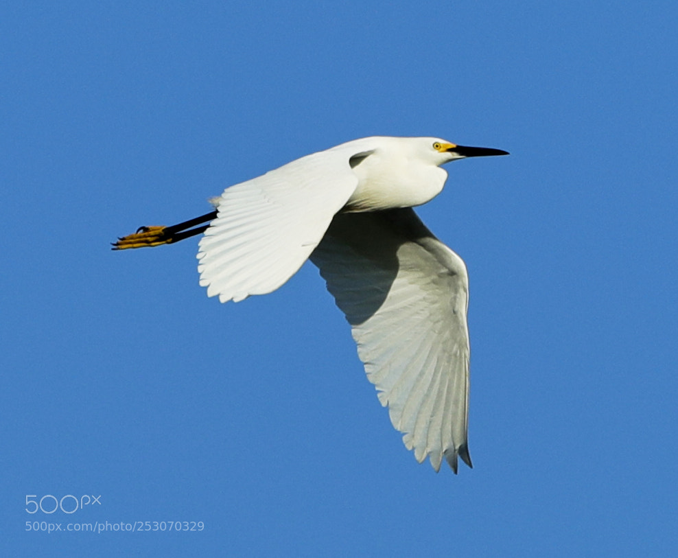 Canon EOS-1D X Mark II sample photo. 04-10-18-0011670.jpg photography