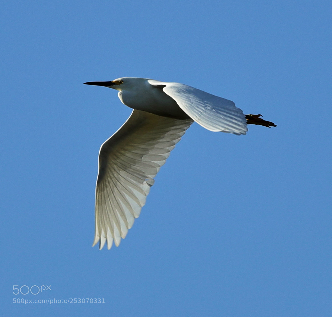 Canon EOS-1D X Mark II sample photo. 04-10-18-0011667.jpg photography