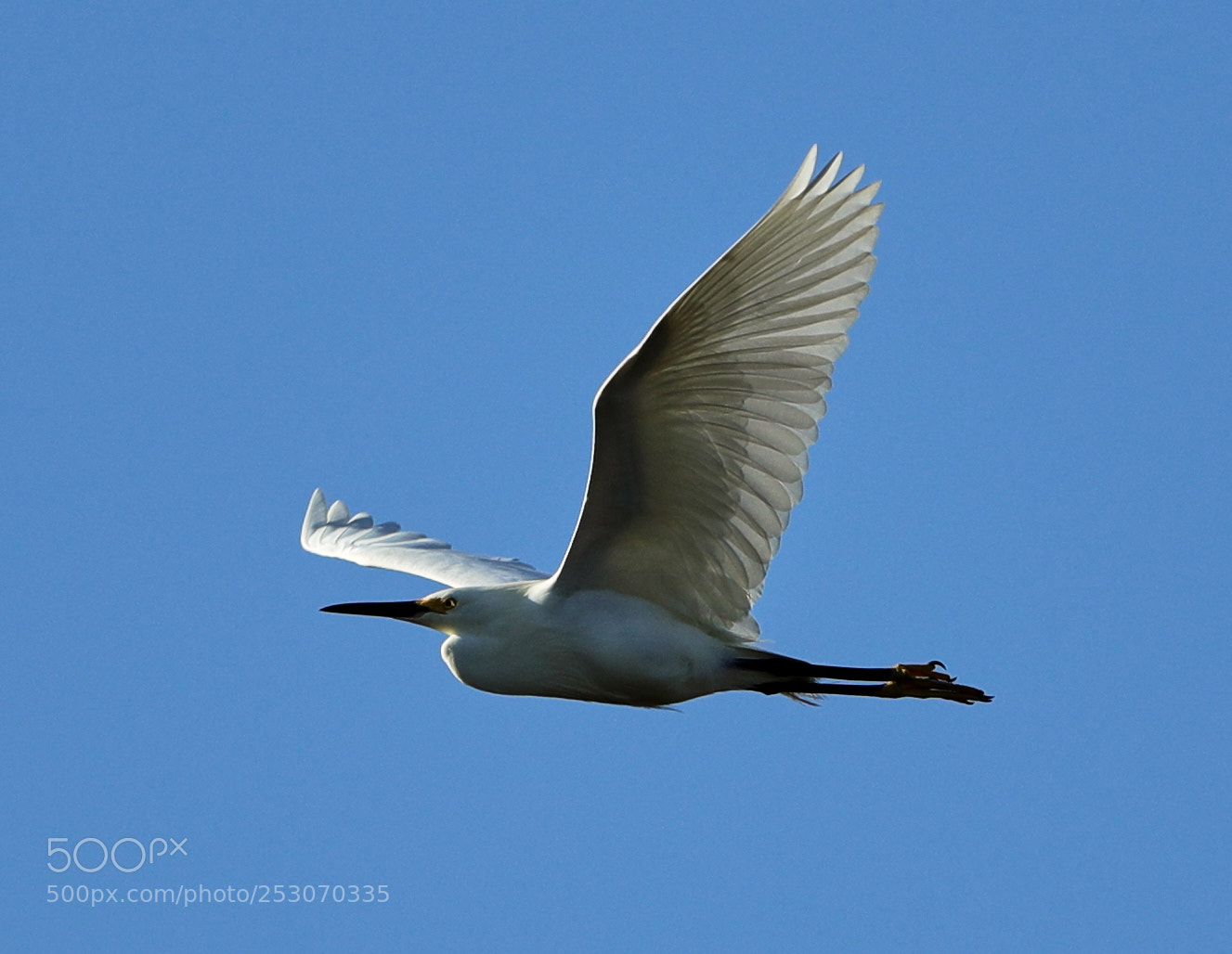 Canon EOS-1D X Mark II sample photo. 04-10-18-0011666.jpg photography