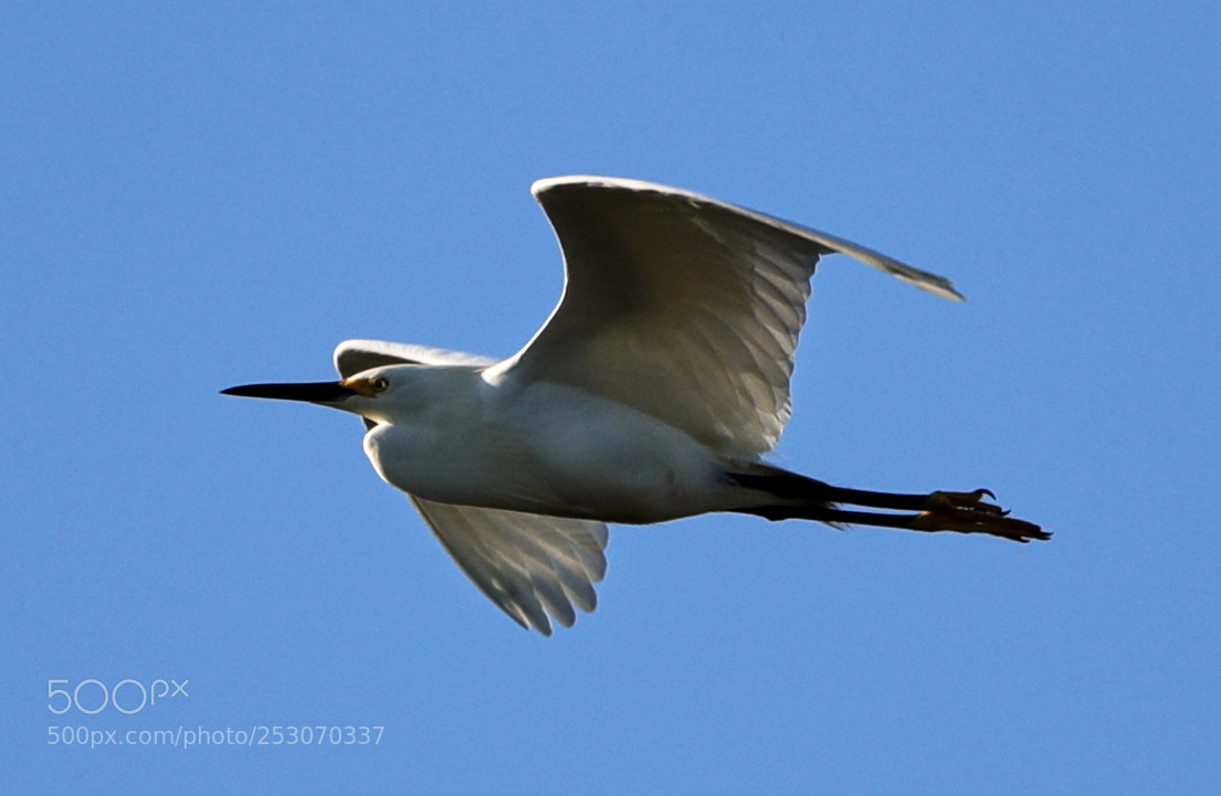 Canon EOS-1D X Mark II sample photo. 04-10-18-0011665.jpg photography
