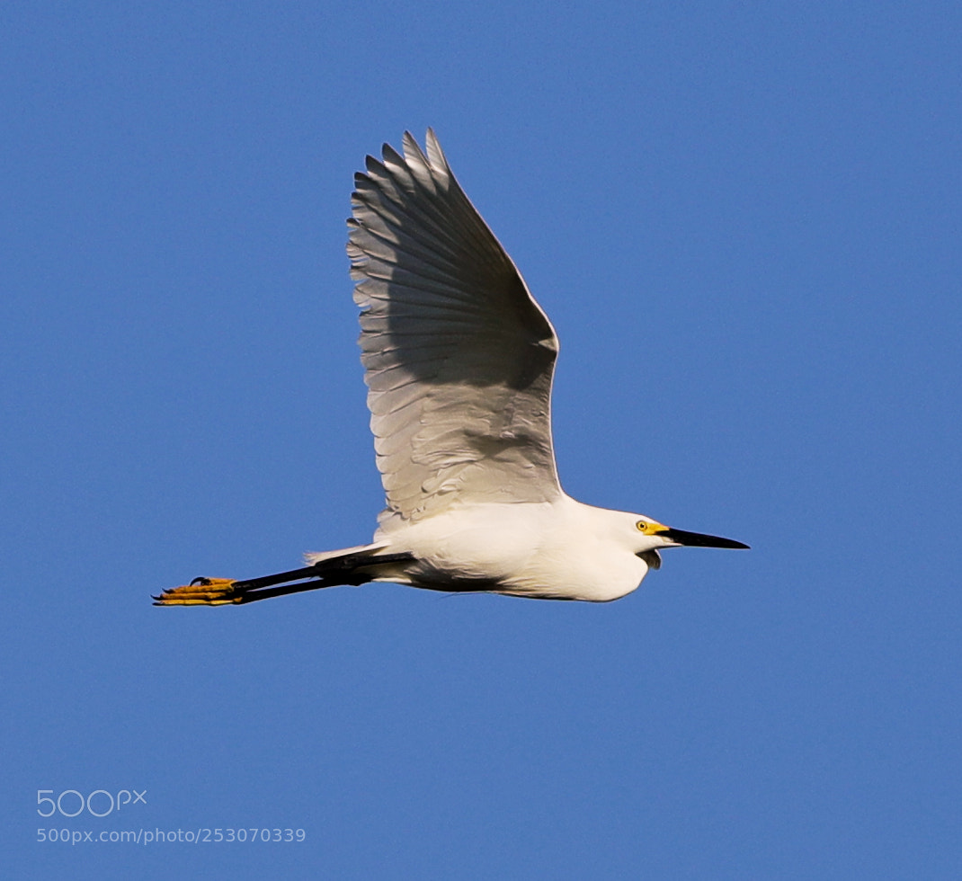 Canon EOS-1D X Mark II sample photo. 04-10-18-0011669.jpg photography