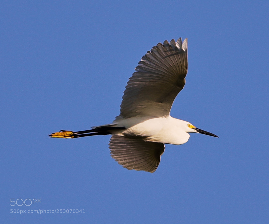 Canon EOS-1D X Mark II sample photo. 04-10-18-0011668.jpg photography