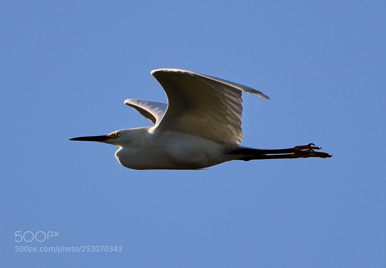 Canon EOS-1D X Mark II sample photo. 04-10-18-0011664.jpg photography
