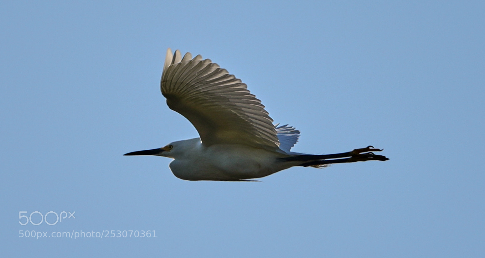 Canon EOS-1D X Mark II sample photo. 04-10-18-0011661.jpg photography