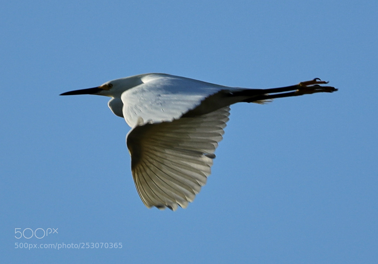 Canon EOS-1D X Mark II sample photo. 04-10-18-0011662.jpg photography