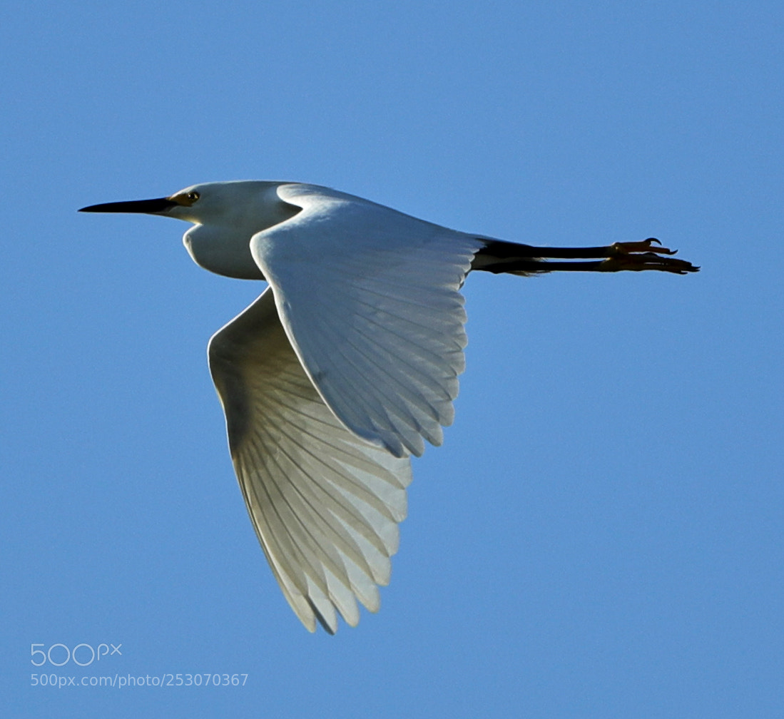 Canon EOS-1D X Mark II sample photo. 04-10-18-0011663.jpg photography