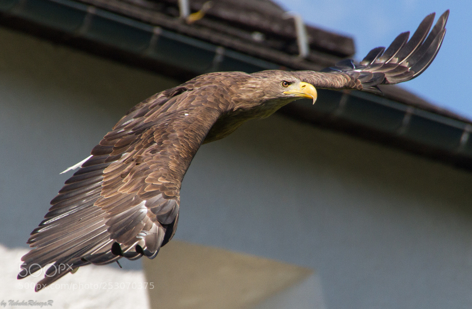 Canon EOS 7D sample photo. Golden eagel photography