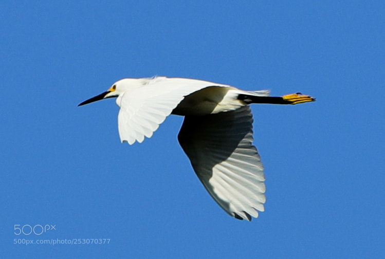 Canon EOS-1D X Mark II sample photo. 04-10-18-0011659.jpg photography