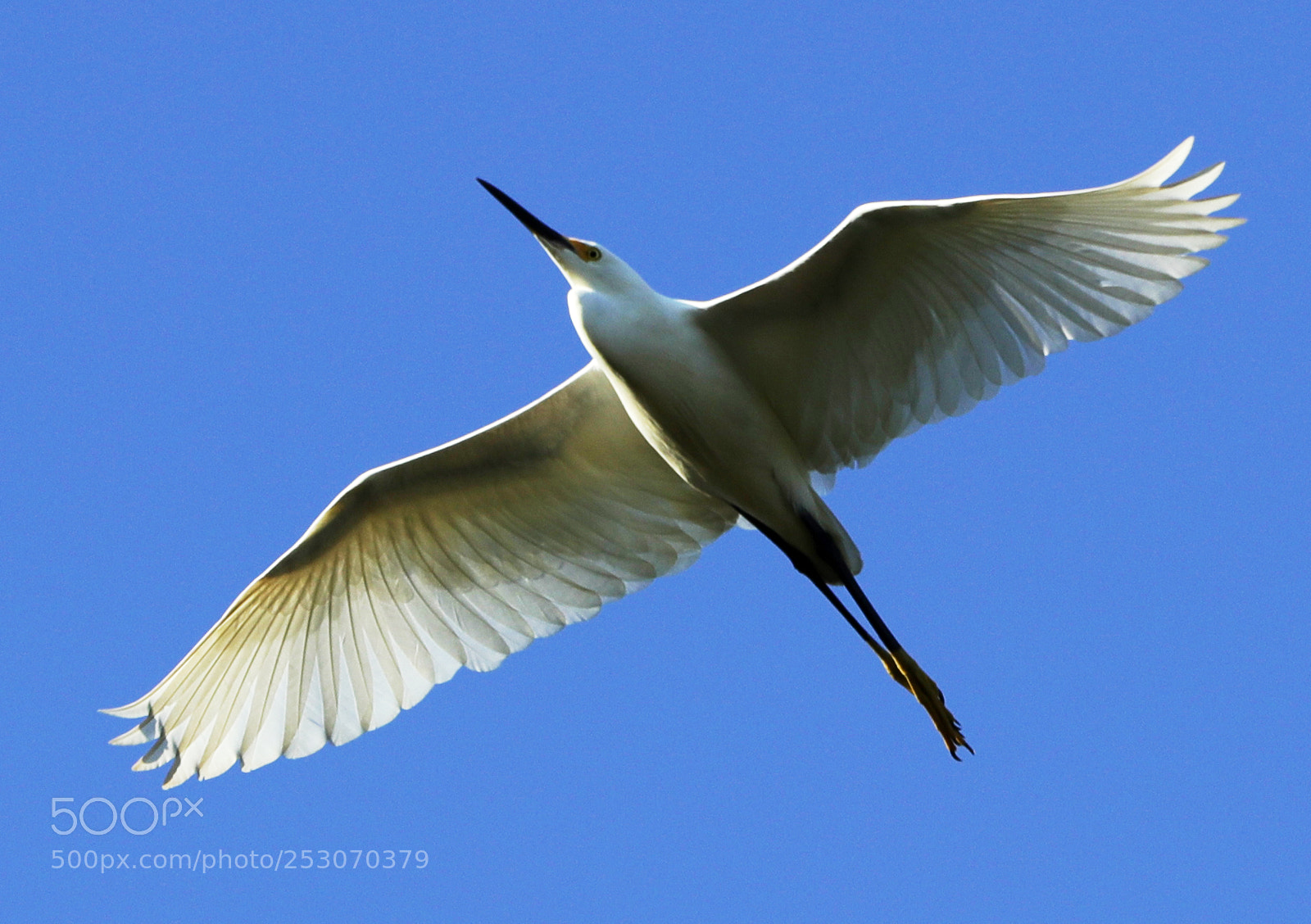 Canon EOS-1D X Mark II sample photo. 04-10-18-0011660.jpg photography
