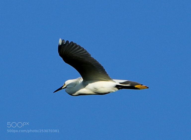 Canon EOS-1D X Mark II sample photo. 04-10-18-0011658.jpg photography
