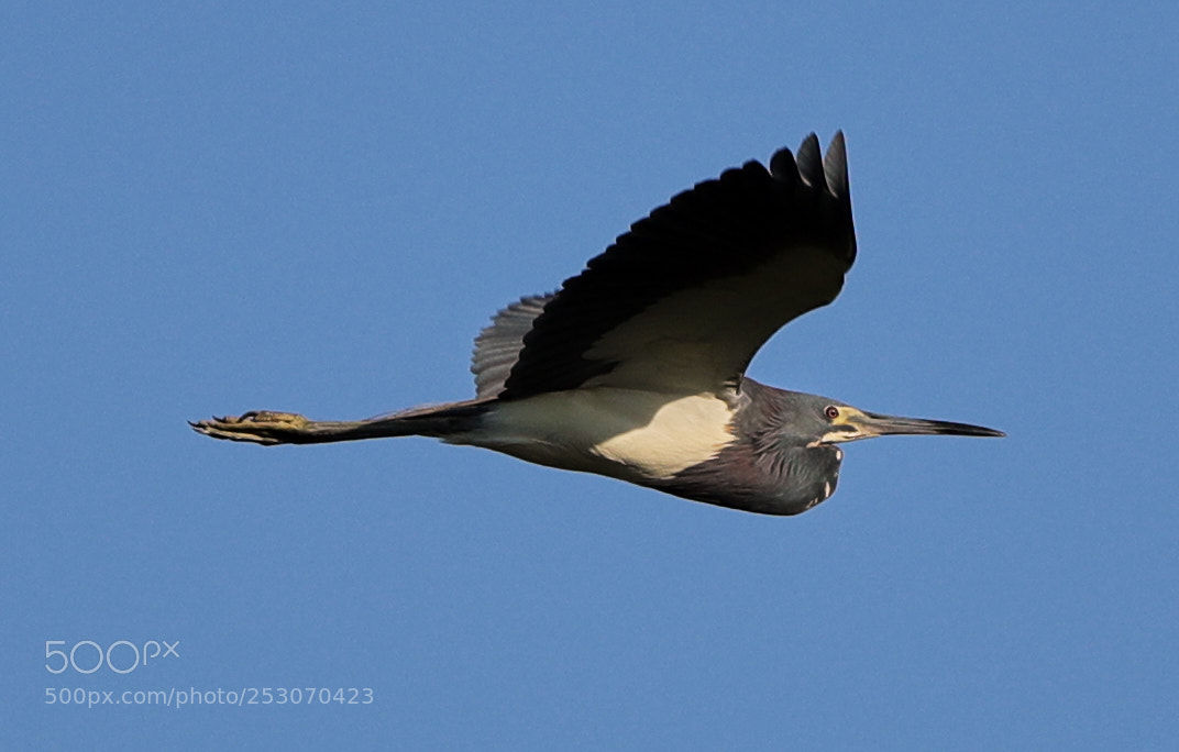 Canon EOS-1D X Mark II sample photo. 04-10-18-0011657.jpg photography