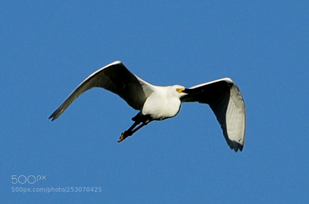 Canon EOS-1D X Mark II sample photo. 04-10-18-0011656.jpg photography