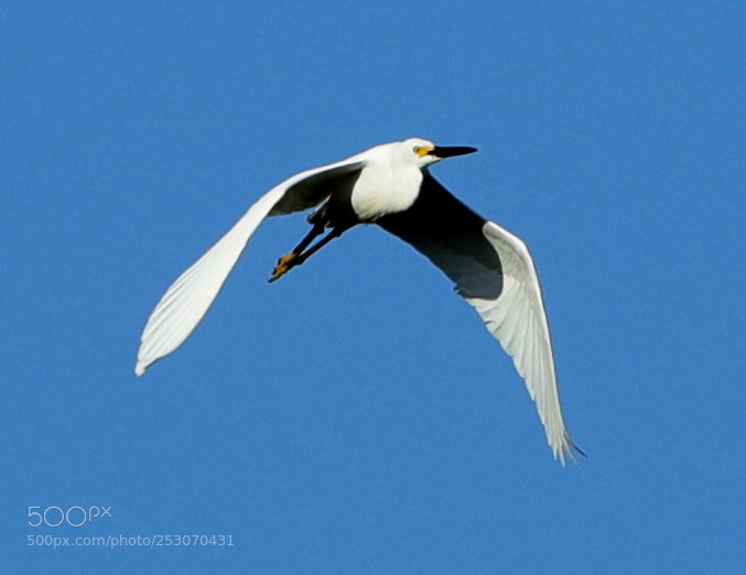 Canon EOS-1D X Mark II sample photo. 04-10-18-0011655.jpg photography