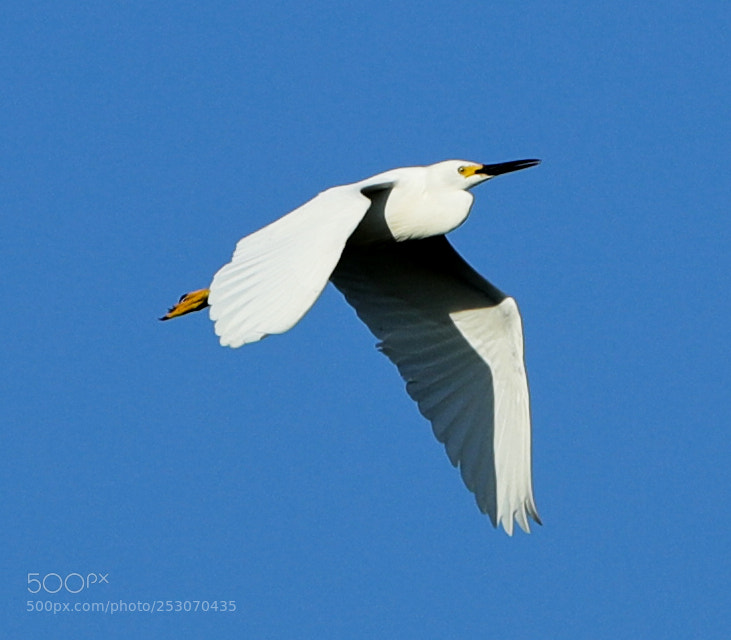 Canon EOS-1D X Mark II sample photo. 04-10-18-0011654.jpg photography