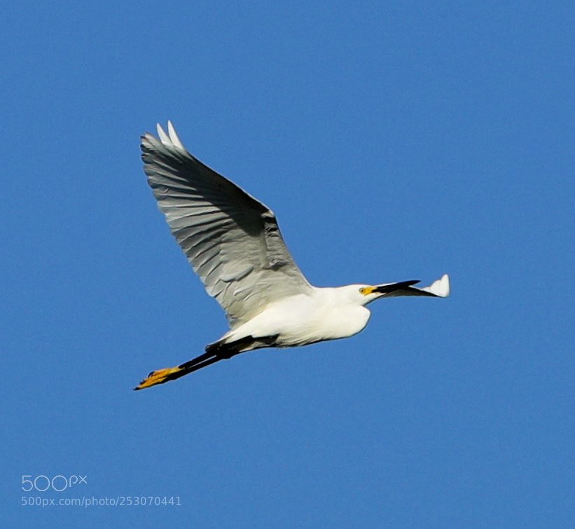 Canon EOS-1D X Mark II sample photo. 04-10-18-0011653.jpg photography