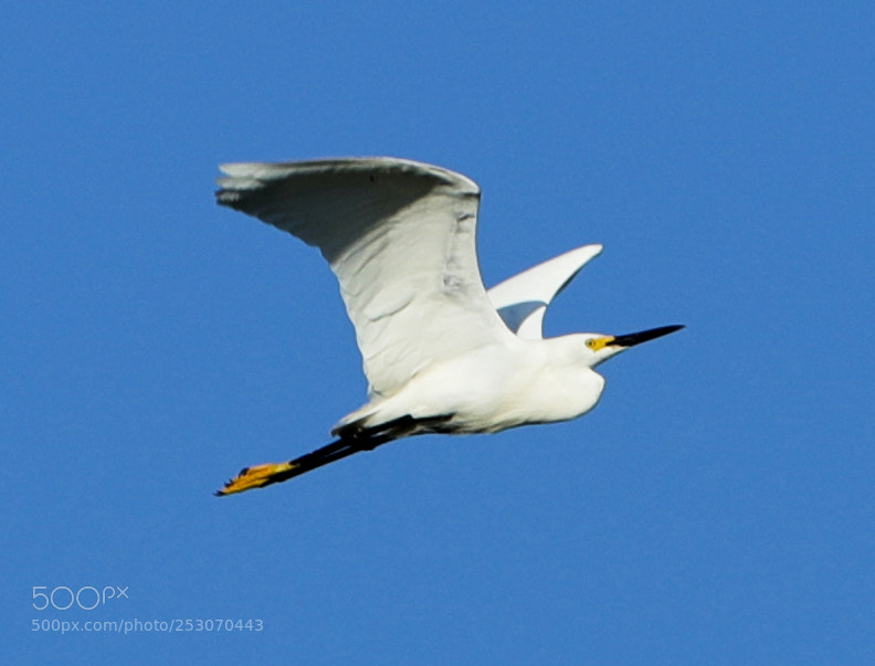 Canon EOS-1D X Mark II sample photo. 04-10-18-0011652.jpg photography