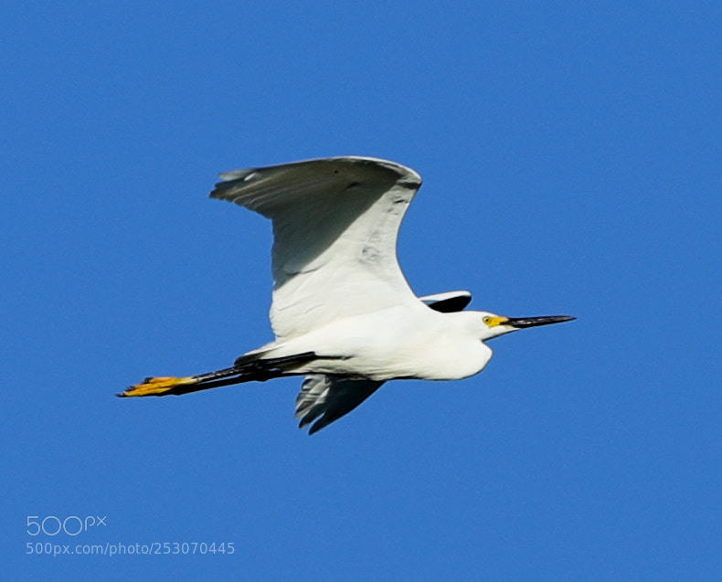 Canon EOS-1D X Mark II sample photo. 04-10-18-0011651.jpg photography