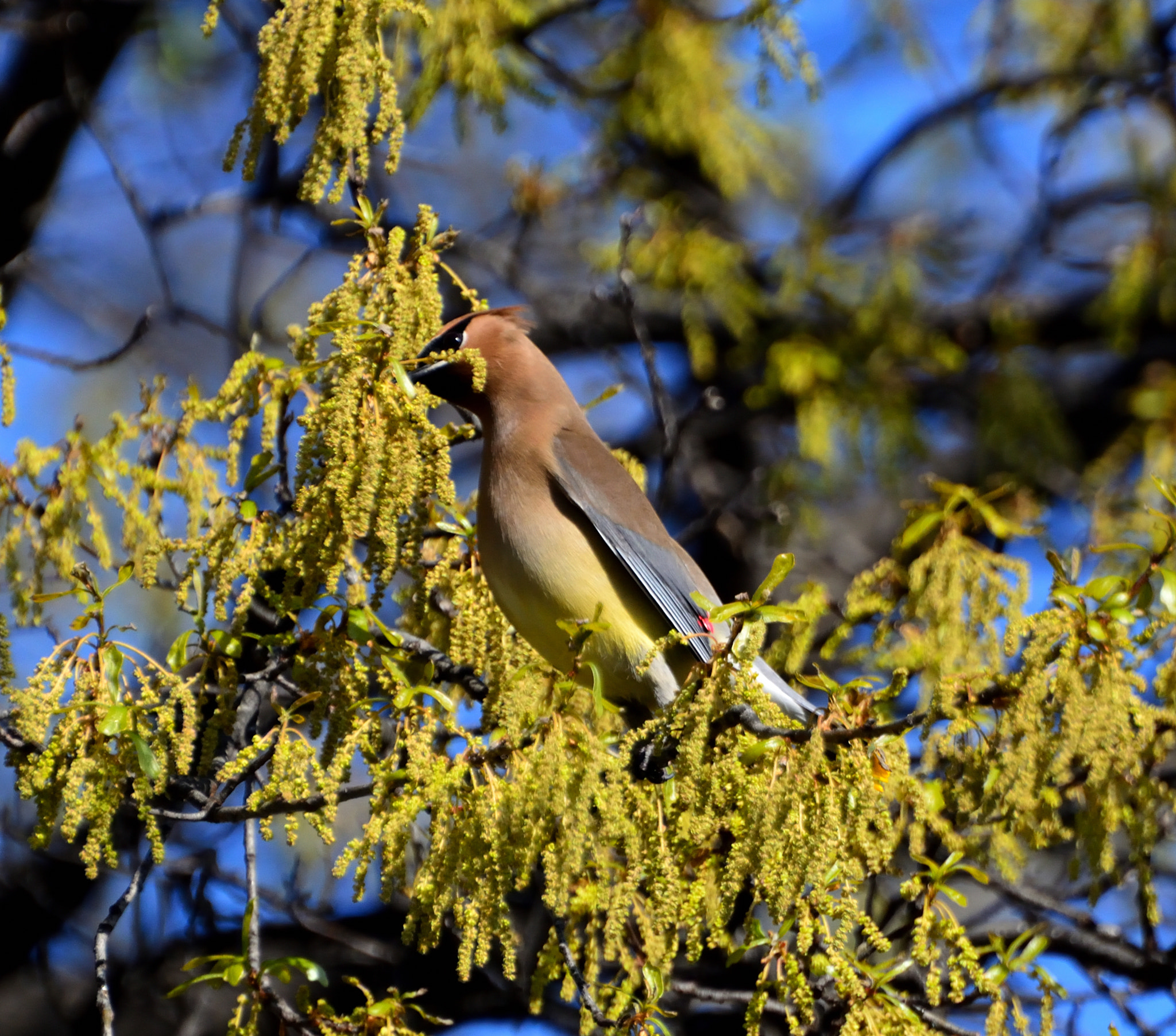 Nikon D5200 sample photo. Waxing stretch photography