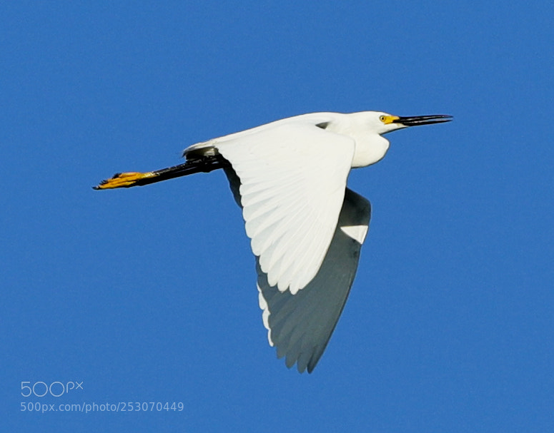 Canon EOS-1D X Mark II sample photo. 04-10-18-0011650.jpg photography