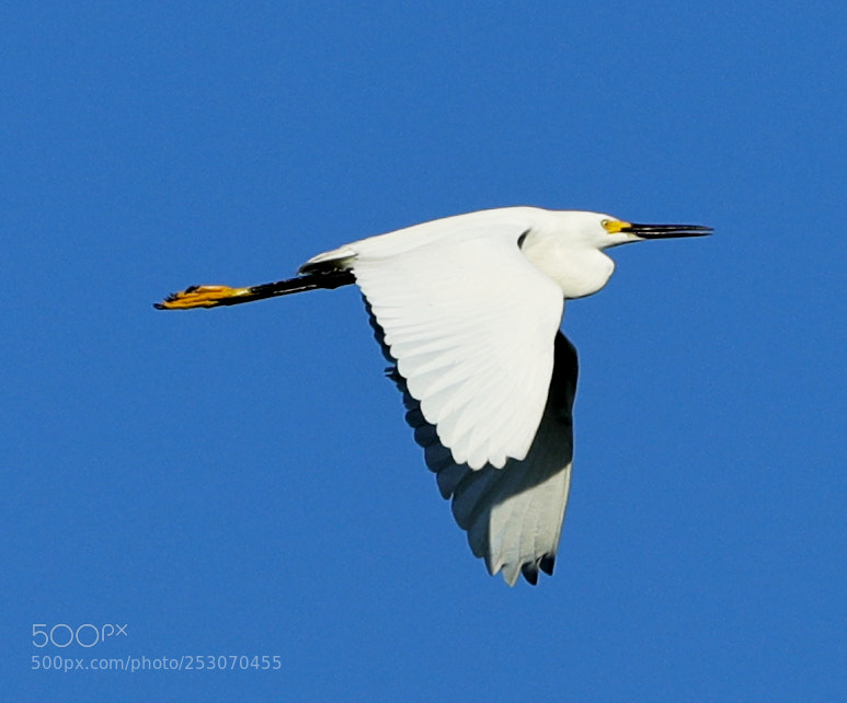 Canon EOS-1D X Mark II sample photo. 04-10-18-0011647.jpg photography