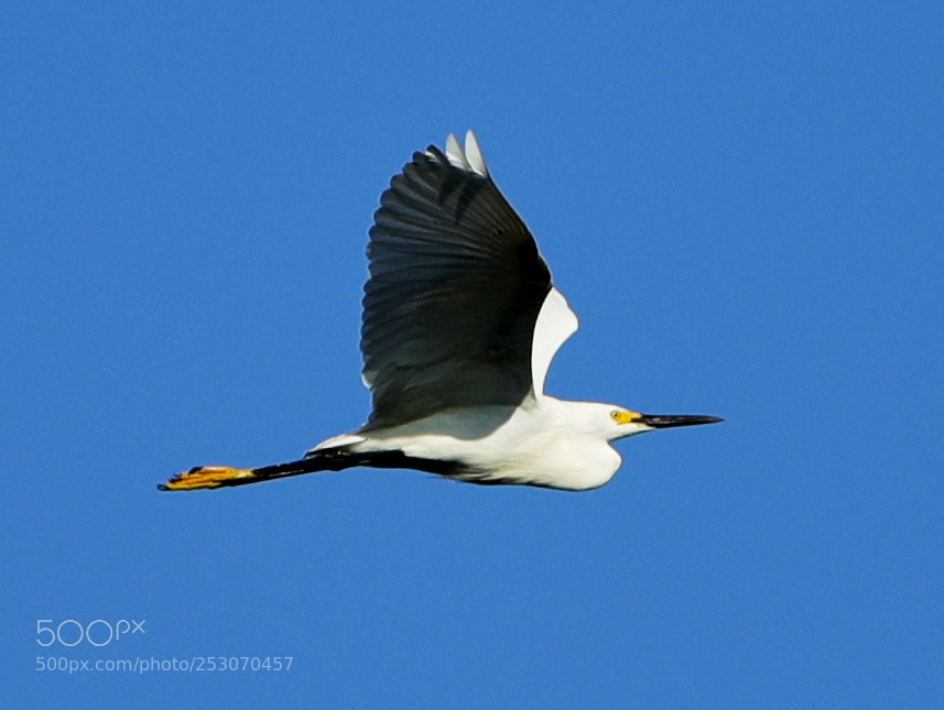 Canon EOS-1D X Mark II sample photo. 04-10-18-0011646.jpg photography