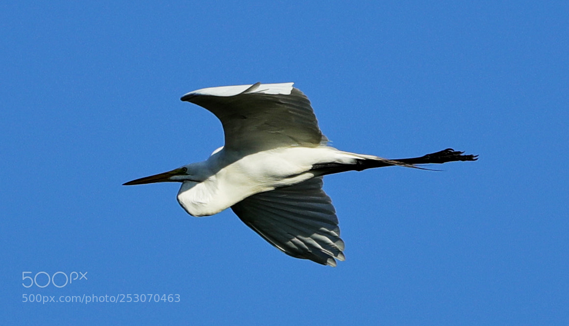 Canon EOS-1D X Mark II sample photo. 04-10-18-0011645.jpg photography