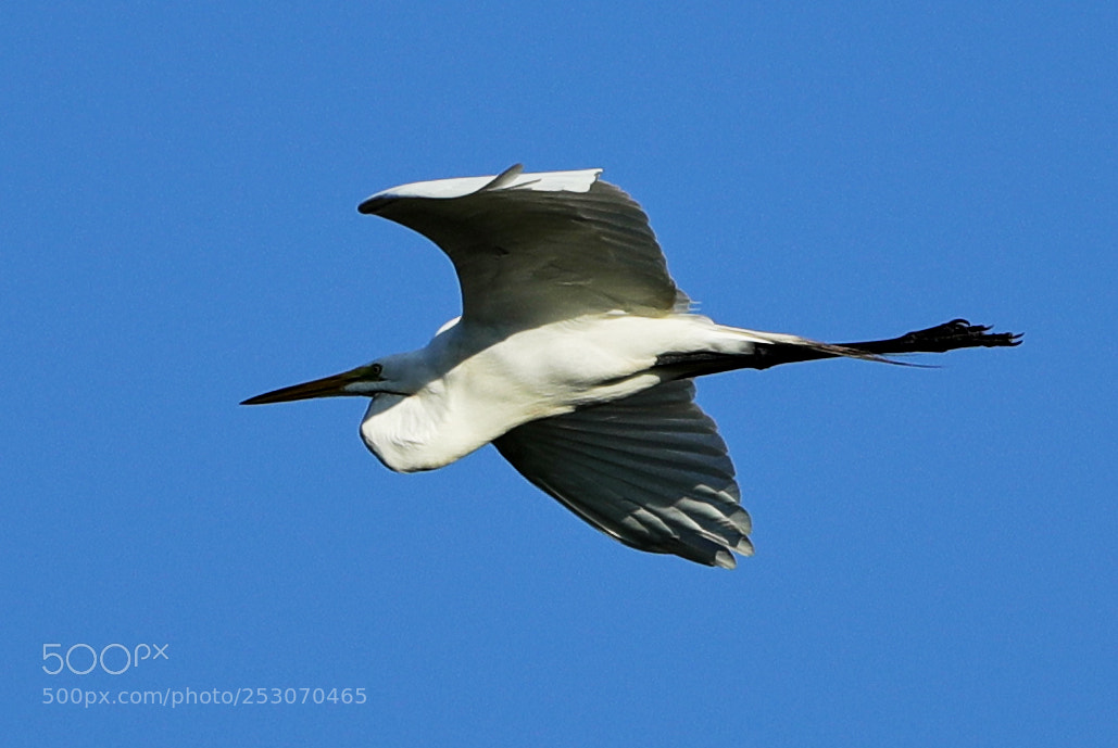 Canon EOS-1D X Mark II sample photo. 04-10-18-0011644.jpg photography