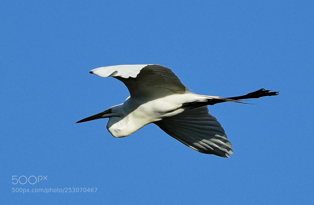 Canon EOS-1D X Mark II sample photo. 04-10-18-0011643.jpg photography