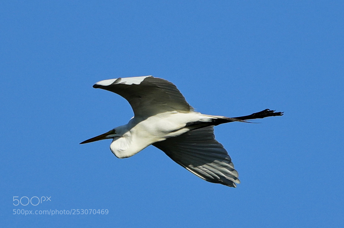 Canon EOS-1D X Mark II sample photo. 04-10-18-0011642.jpg photography