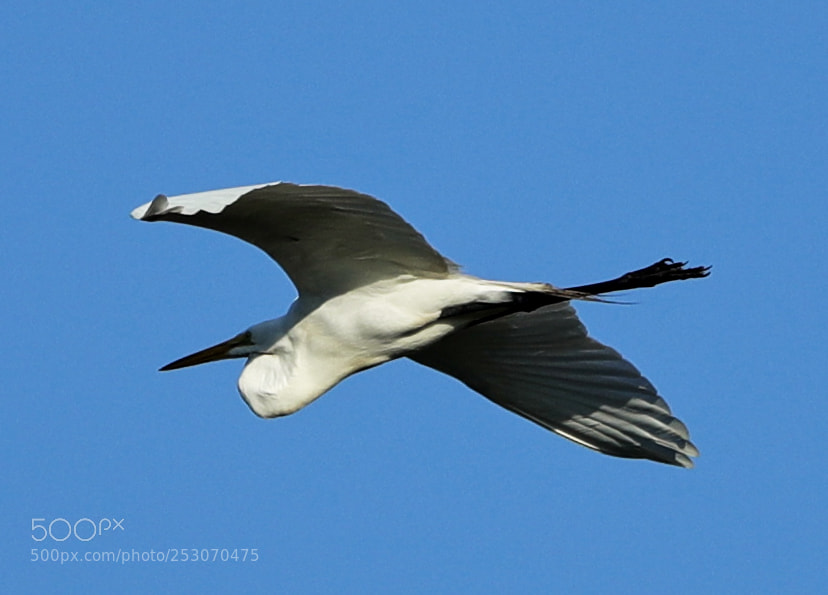 Canon EOS-1D X Mark II sample photo. 04-10-18-0011641.jpg photography