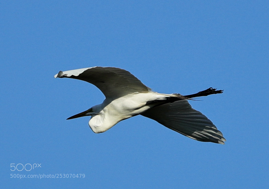 Canon EOS-1D X Mark II sample photo. 04-10-18-0011640.jpg photography