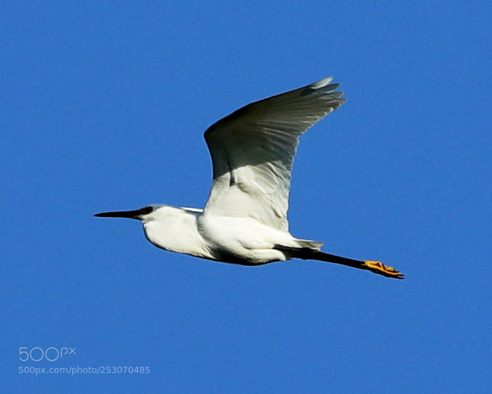 Canon EOS-1D X Mark II sample photo. 04-10-18-0011638.jpg photography