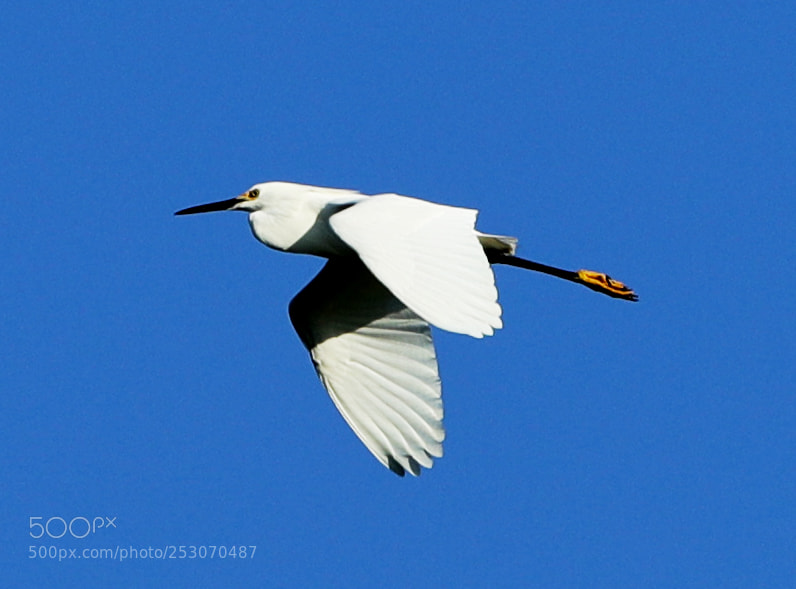 Canon EOS-1D X Mark II sample photo. 04-10-18-0011637.jpg photography
