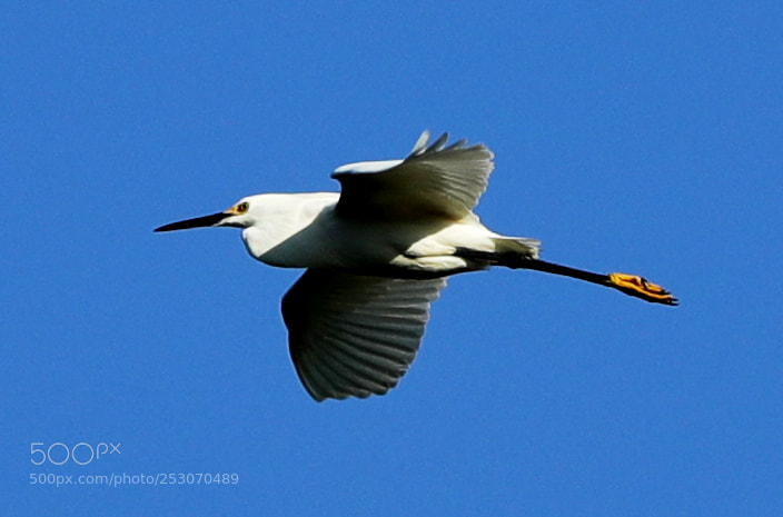 Canon EOS-1D X Mark II sample photo. 04-10-18-0011636.jpg photography