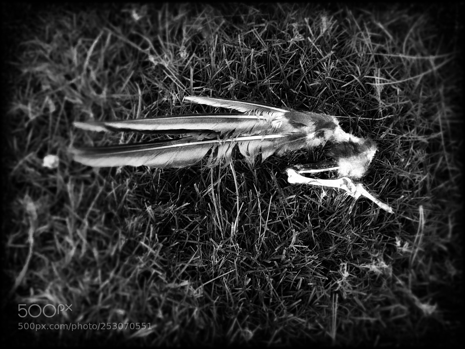 Apple iPhone 6s sample photo. Torn wing  photography