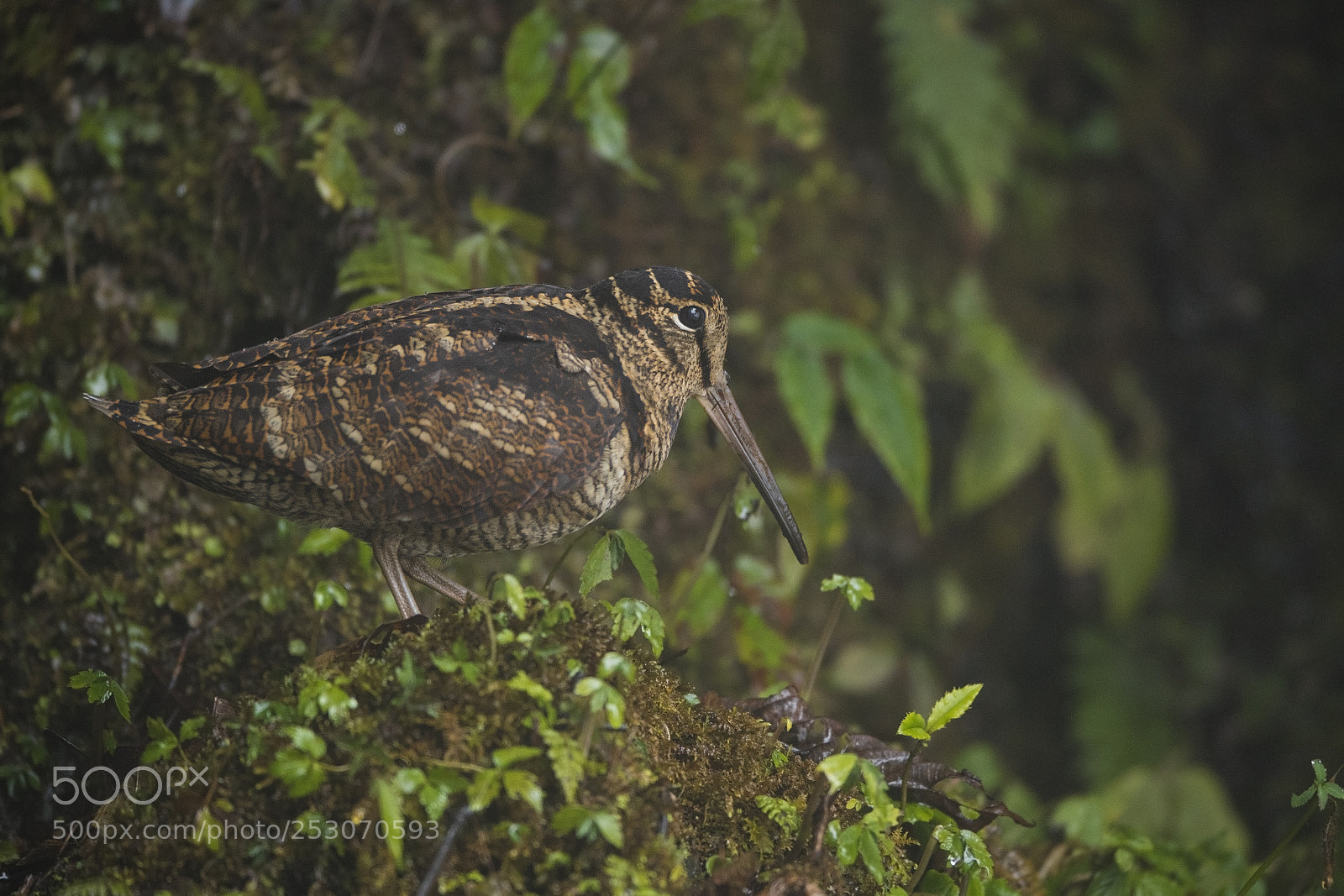 Nikon D5 sample photo. Eurasian woodcock photography
