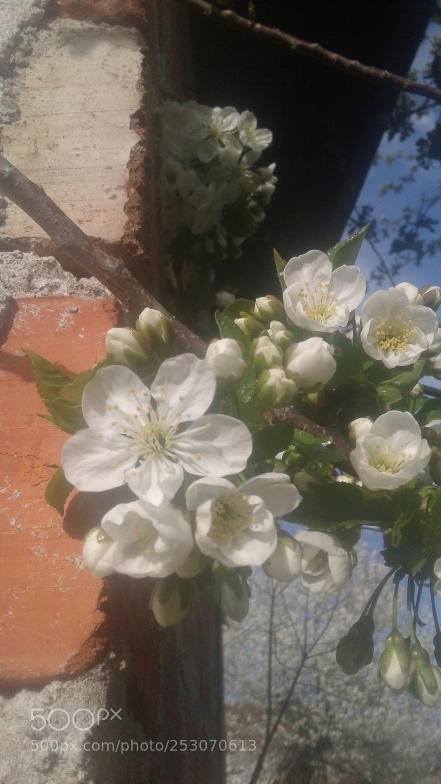 Samsung Galaxy J1 sample photo. Untitled photography