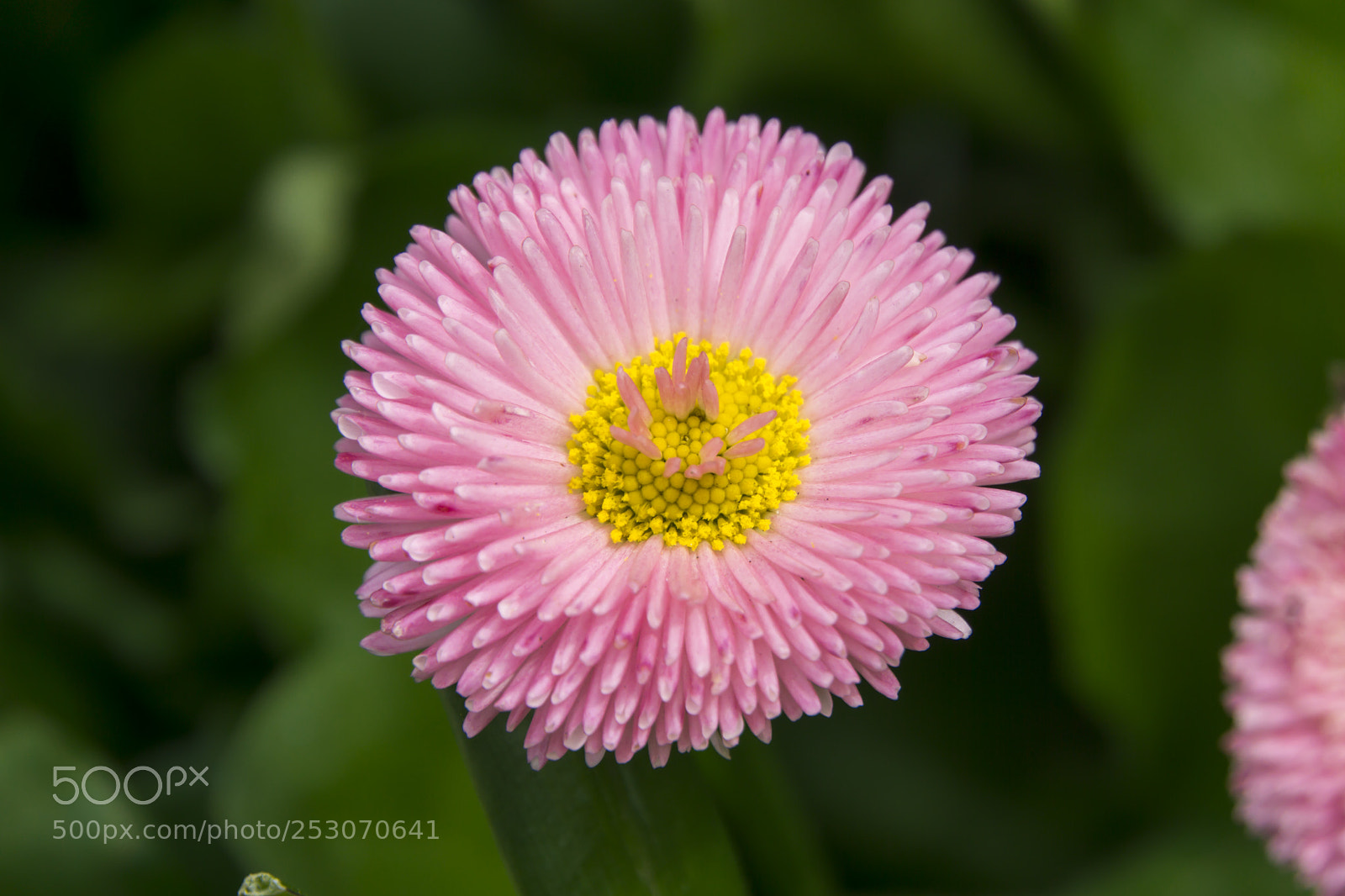 Sony a6000 sample photo. Pink on green photography