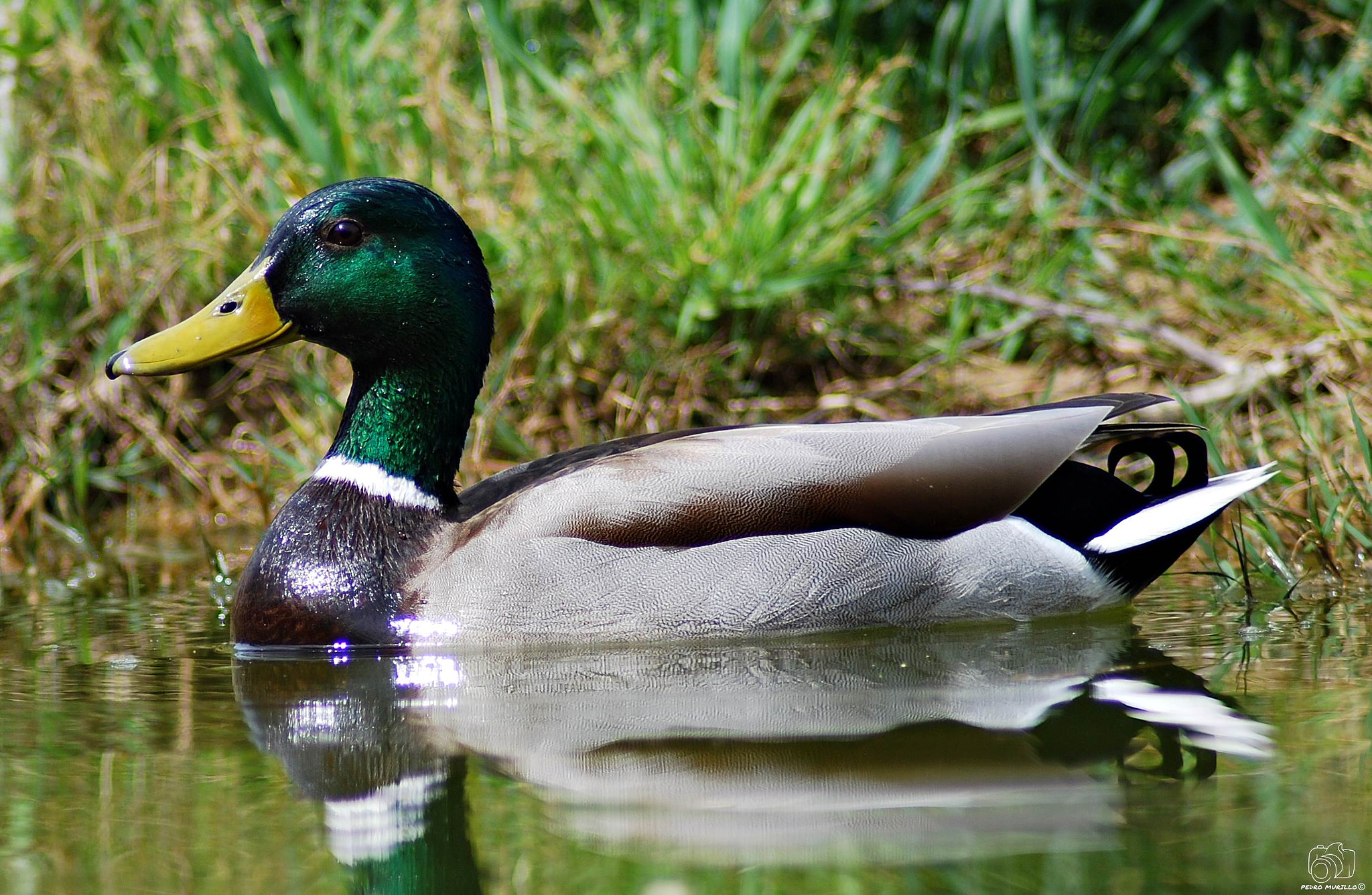Nikon D60 sample photo